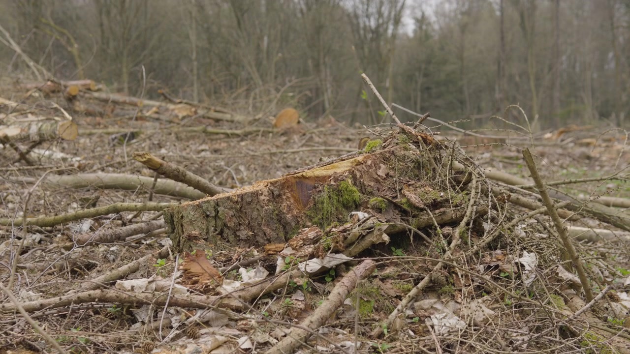 Lonely Tree Stump Witnesses Deforestation of Wood Industry in a Timber Forest