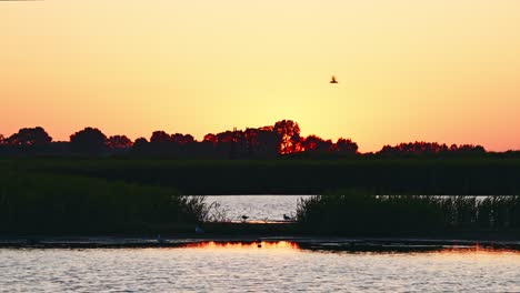 Vögel-Auf-Schlamm-Zwischen-Schilf-Bei-Sonnenuntergang-Mit-Orange-rosa-Nachglühen-In-Der-Abenddämmerung