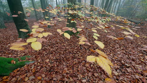 beech tree leaves show of their autumn colours on a misty day in woodland on the lickey hills, worcestershire, england.