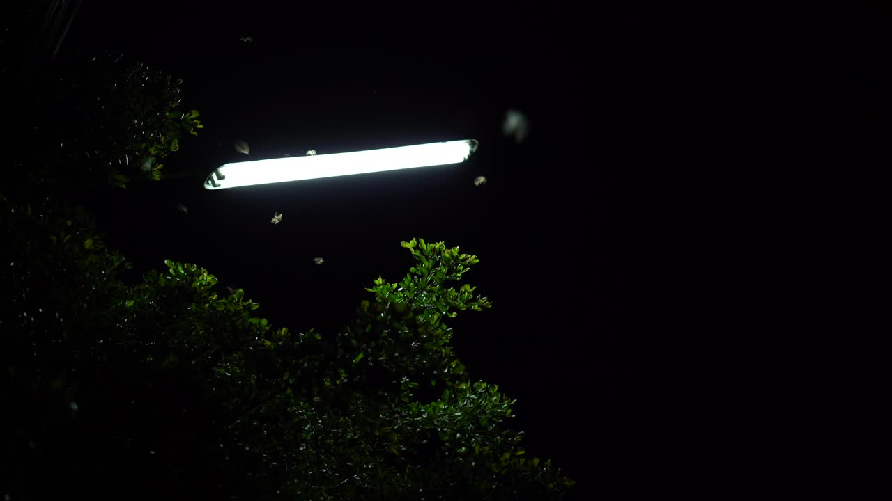 termita alates volando en la luz de la linterna de la calle después de las lluvias