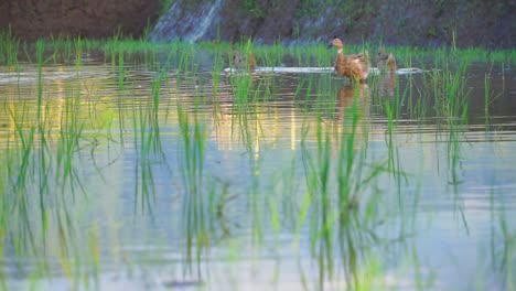 slow motion - ducks on the pond with green grass