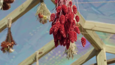 waving dried red flowers - greenhouse botanical arrangement, close-up