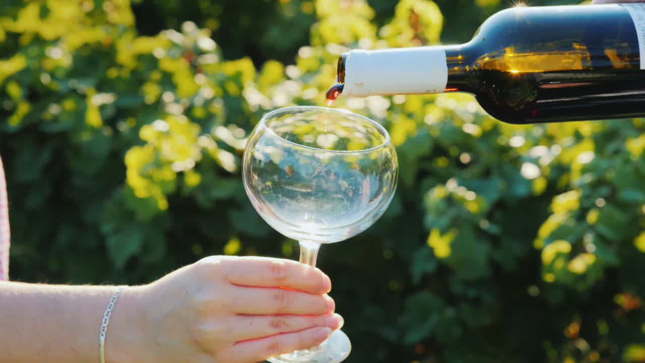 Versando Vino Rosso Nei Bicchieri Sullo Sfondo Del Vigneto, Degustazione Di Vini