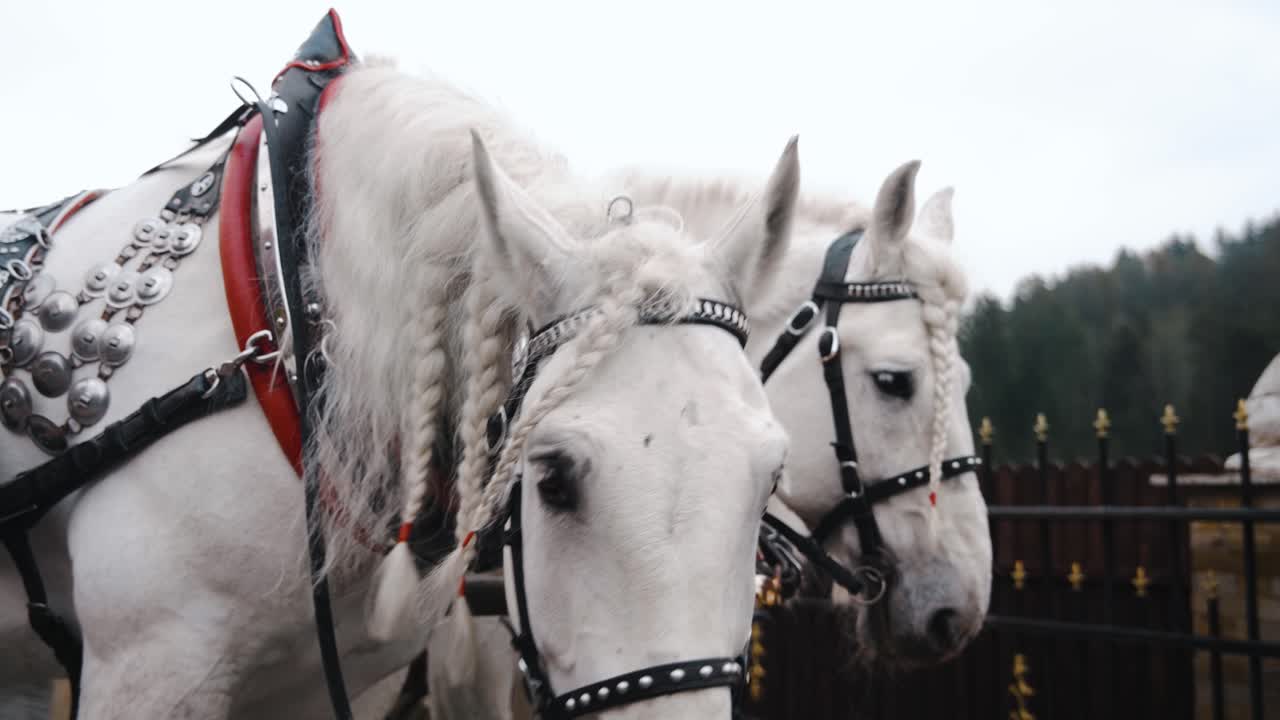 white horse with ponytail and hairstyle shaking head in rain