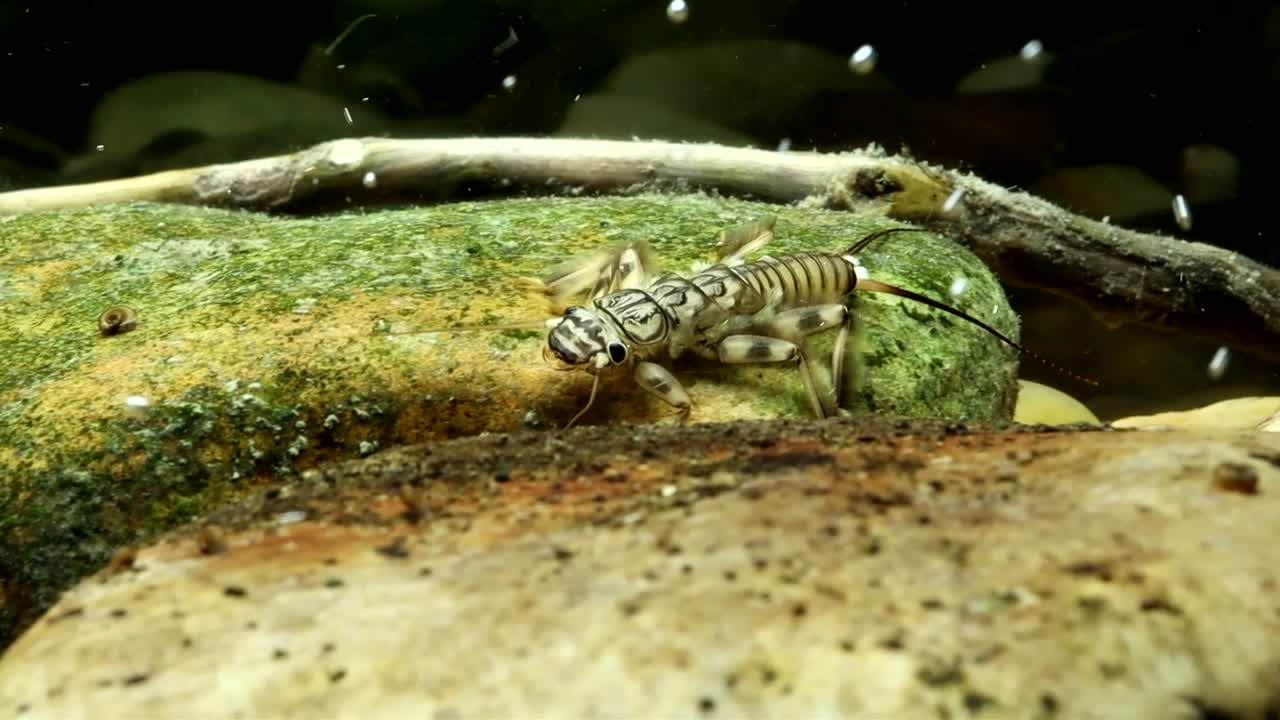 Stonefly nymph (Claassenia sabulosa) crawling along the stream bottom in slow motion, camera panning and following, underwater macro close-up