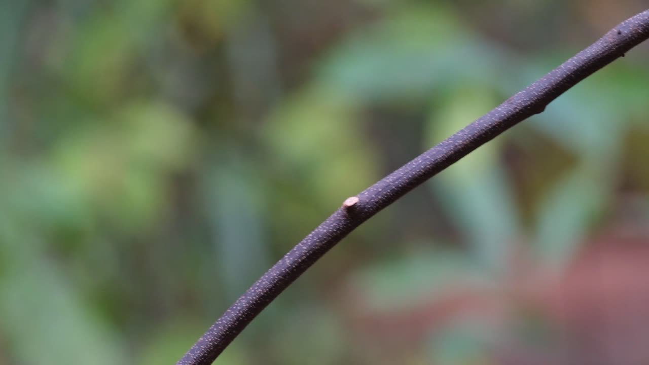 mirando directamente a la cámara encaramado en una rama diagonal luego vuela hacia la izquierda, hainan blue flycatcher cyornis hainanus, tailandia