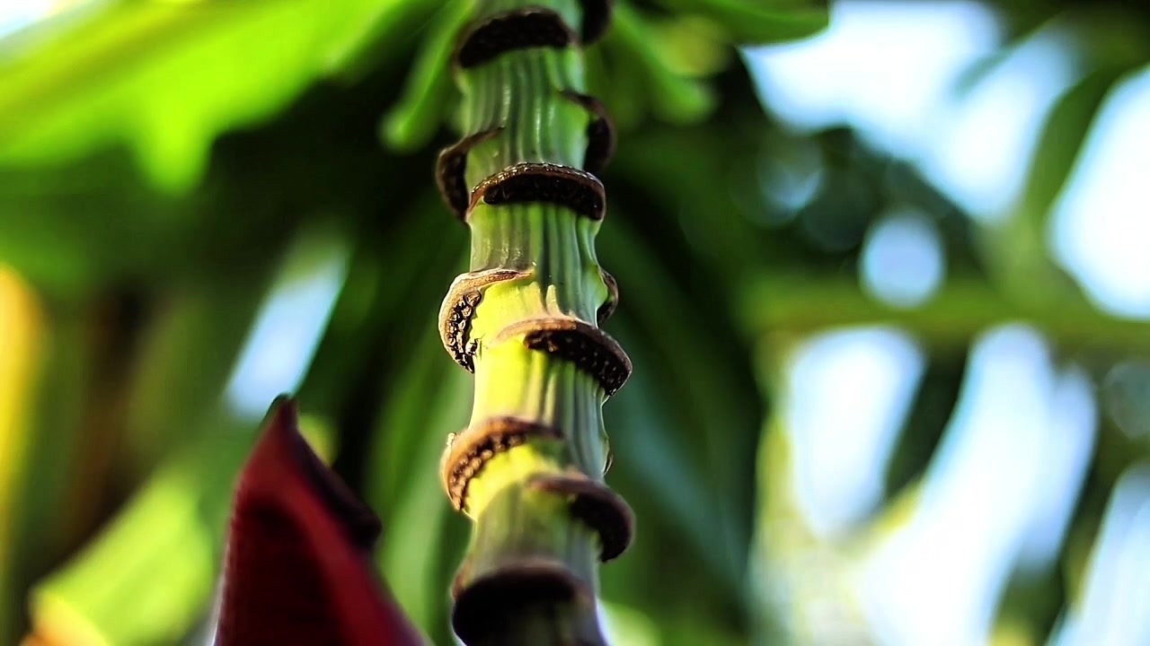 Ilık güneş ışığında, spiral büyüme izleri ve yumuşak yeşil bokeh ile bir muz ağacı gövdesinin yakın çekim görünümü.