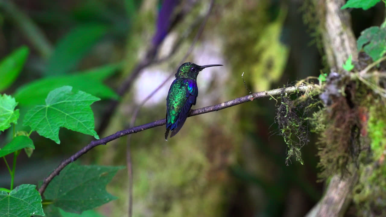 el colibrí se eleva aterrizando en una rama roja con brillantes plumas fluorescentes púrpuras azules verdes y luego vuela lejos, bosque de mindo, ecuador