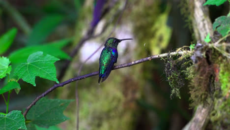 hummingbird soars up landing on red branch with shiny purple blue green fluorescent feathers and then flies away, forest of mindo, ecuador