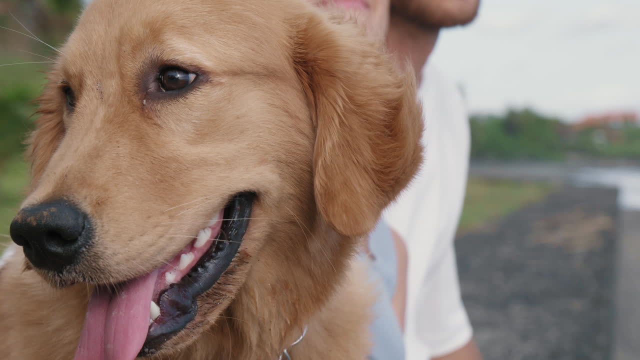 perro y personas irreconocibles al aire libre
