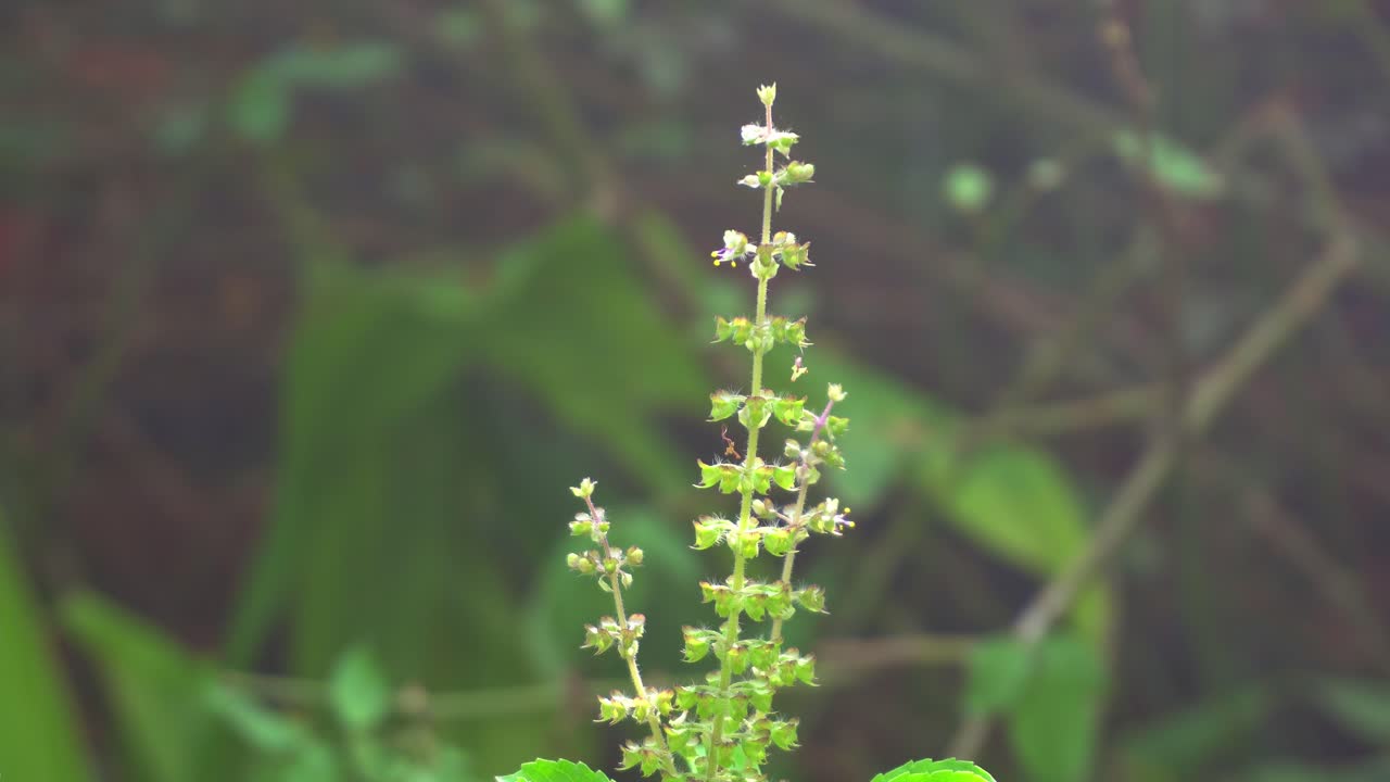 las semillas de la planta o cuenca tulsi se utilizan como medicina ayurvédica tradicional