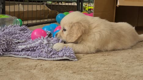 young golden retriever pup chewing on purple rag on the floor