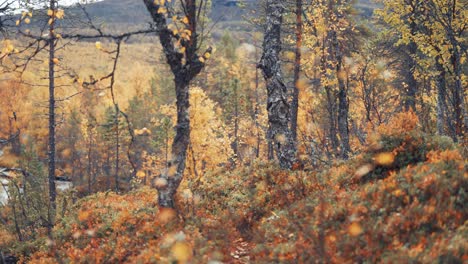colores brillantes del otoño en el bosque noruego