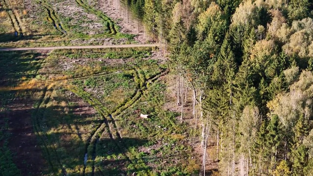 Vue aérienne d'une région déboisée adjacente à une forêt de conifères, soulignant les graves conséquences de l'exploitation forestière sur le paysage naturel et son écosystème fragile.