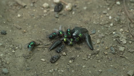 Swarm-Of-Flies-And-Silpha-Tristis-On-Dead-Insect-On-Ground