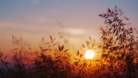 puesta de sol en schoenberg en freiburg im breisgau 4k