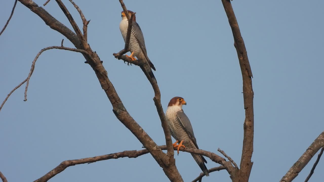 halcón peregrino en los ojos de los árboles