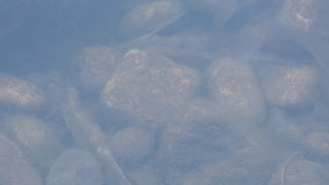 호수의 물고기 uhd mp4 4k