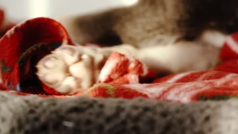 various closeup shots of sleepy puppy in evening light