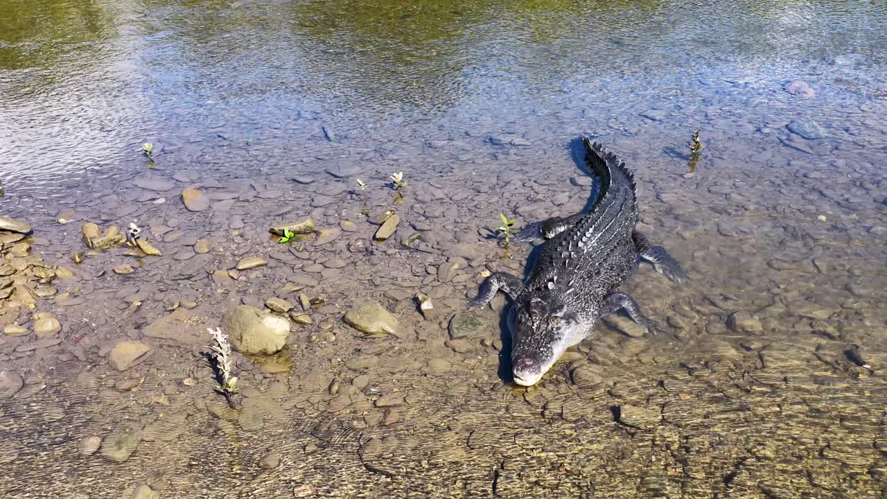 Drone footage captures a saltwater crocodile in shallow water, highlighting its scales and natural habitat in Port Douglas, Australia