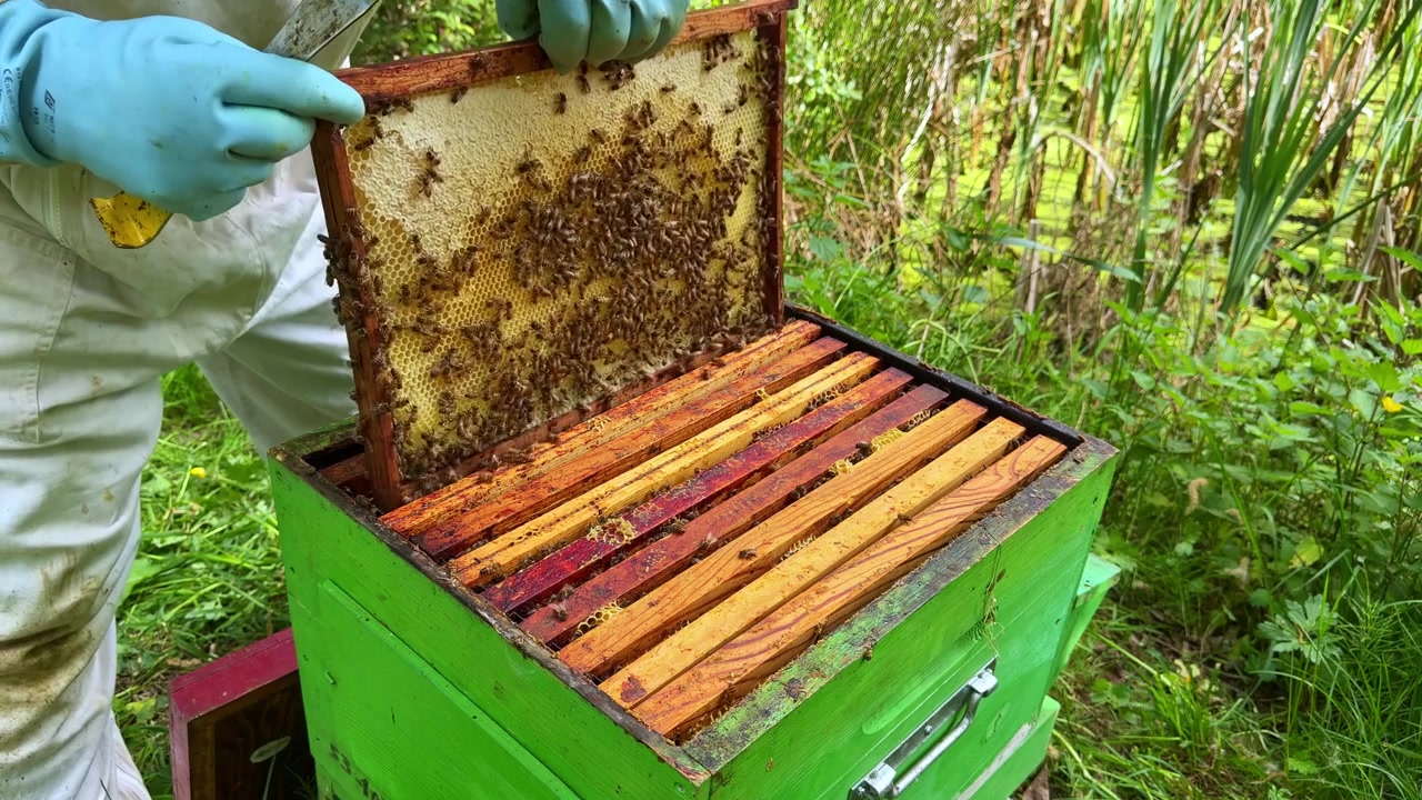 Colonia di api mellifere occidentali (Apis mellifera) mentre l'apicoltore applica fumo per mascherare i feromoni d'allarme, quindi solleva un telaino con favo opercolato per ispezionare il modello di covata e le condizioni della colonia durante le operazioni nell'apiario.