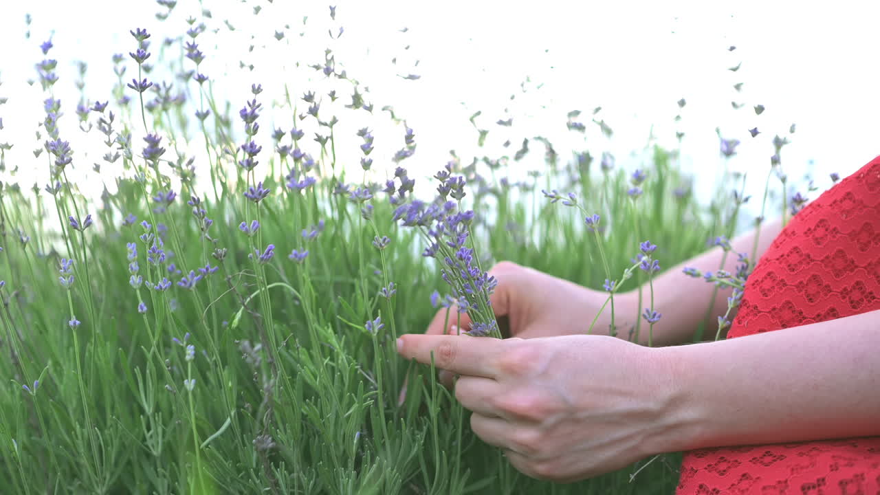 Close up of gentle hands brushing through lavender flowers in bloom