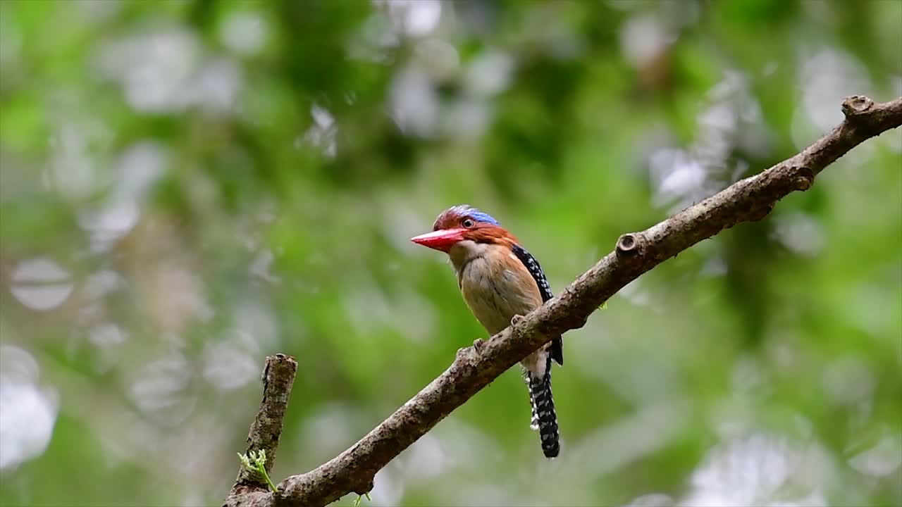 un martín pescador de árboles y una de las aves más hermosas que se encuentran en tailandia dentro de las selvas tropicales