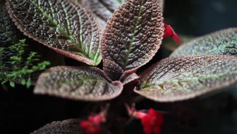 bold colors and moody vibe of large red and green leaves in a stunning close-up