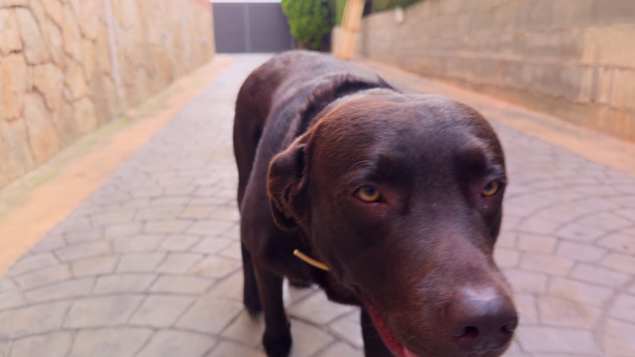 Chocolate Labrador retriever walking calmly toward the camera along a paved driveway in a suburban residential area, captured in daylight. No people visible, close animal interaction