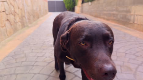 chocolate labrador retriever walking calmly toward the camera along a paved driveway in a suburban residential area, captured in daylight. no people visible, close animal interaction