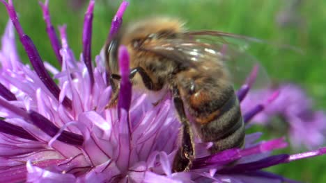 Foto-Macro-De-Abejas-Silvestres-Recogiendo-Polen-En-Flor-Violeta-Dulce-Durante-La-Primavera