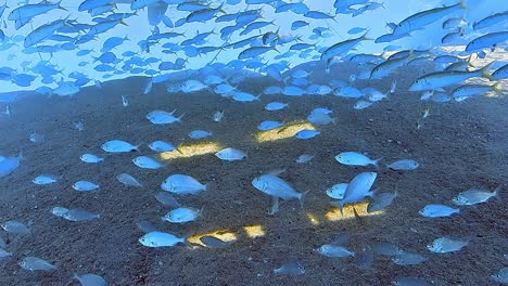 underwater shots while diving on a colorful reef with many fishes.