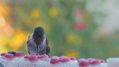 male, colorful black-chinned hummingbird at a sugar-water feeder - macro view