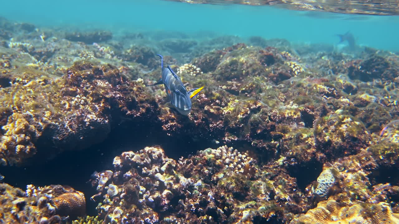 Close up of a Sohal surgeonfish swimming near a coral reef