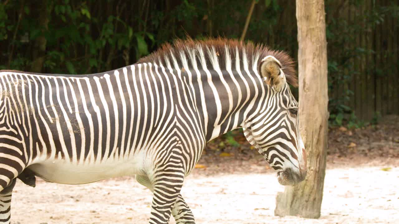 A Grevy's zebra walks slowly past green foliage in a bright outdoor zoo enclosure