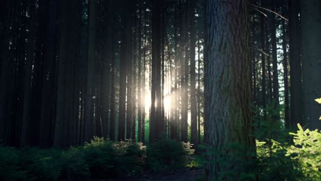 Forest-in-summer-with-flying-insects,-pollen-and-particles-in-sunlight