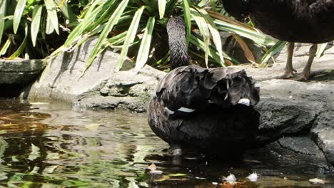 black swans