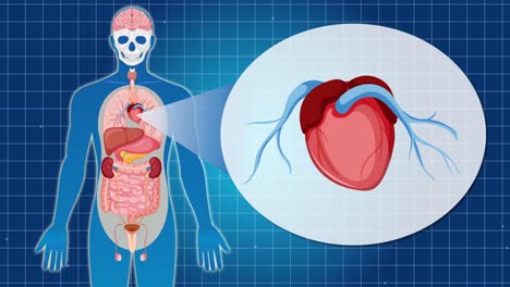 anatomical animation zooms into the human heart, illustrating its position and structure with clear, educational visuals