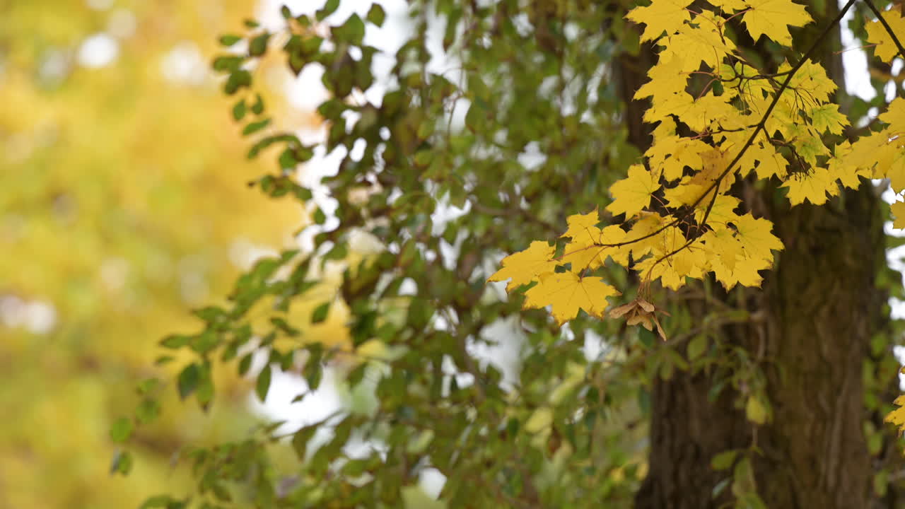 Golden maple leaves against green autumn foliage