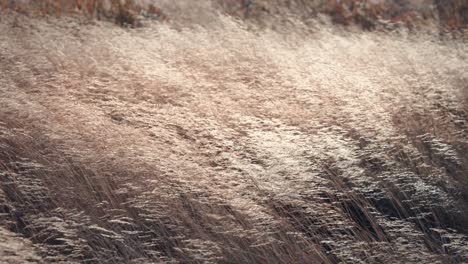 a close-up of the ears of the dry grass swaying in the wind
