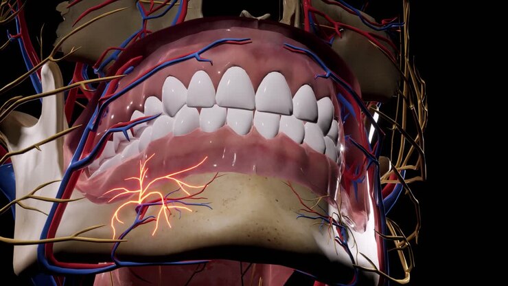 Infiammazione del nervo facciale. Cranio facciale. Nervi facciali. Anatomia della testa. Animazione 3D