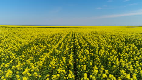 vast field of yellow flowers