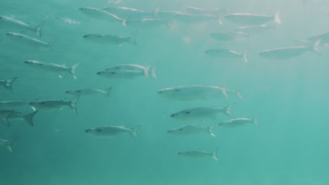 underwater slow-motion view of tropical fish swimming gracefully above a kelp bed in crystal-clear water, highlighting the vibrant marine life and aquatic scenery