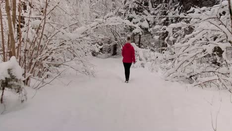 zelenci springs on a very cold winters day