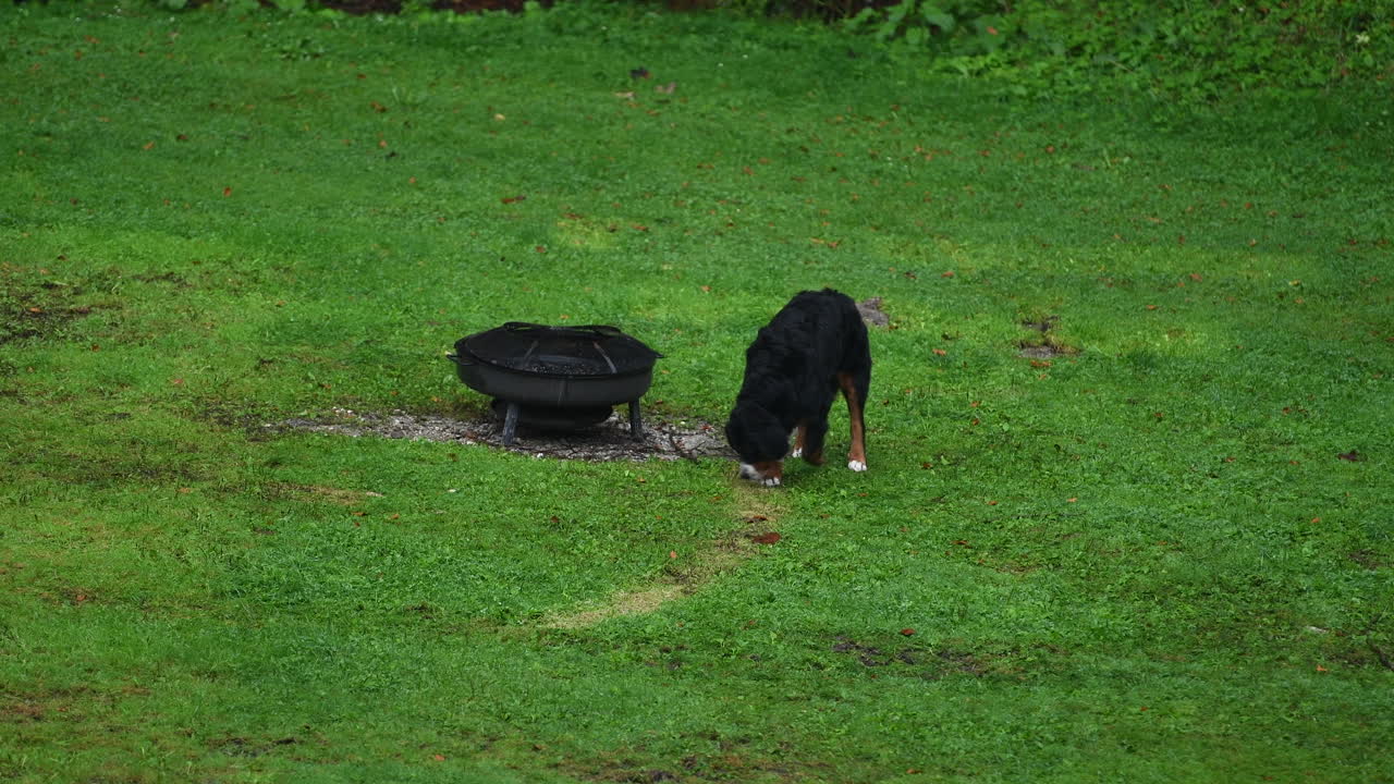 bernese 산 개는 초원을 걷고 주변을 탐험