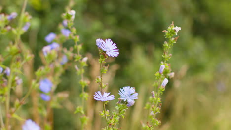 close up of chicory flowers growing wild outdoors in countryside