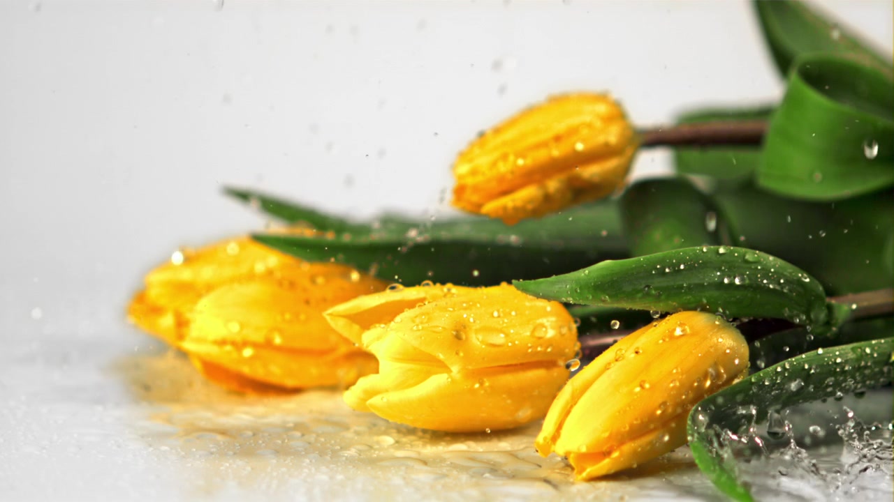 Gocce d'Acqua che Cadono su Tulipani Gialli Vivaci al Rallentatore