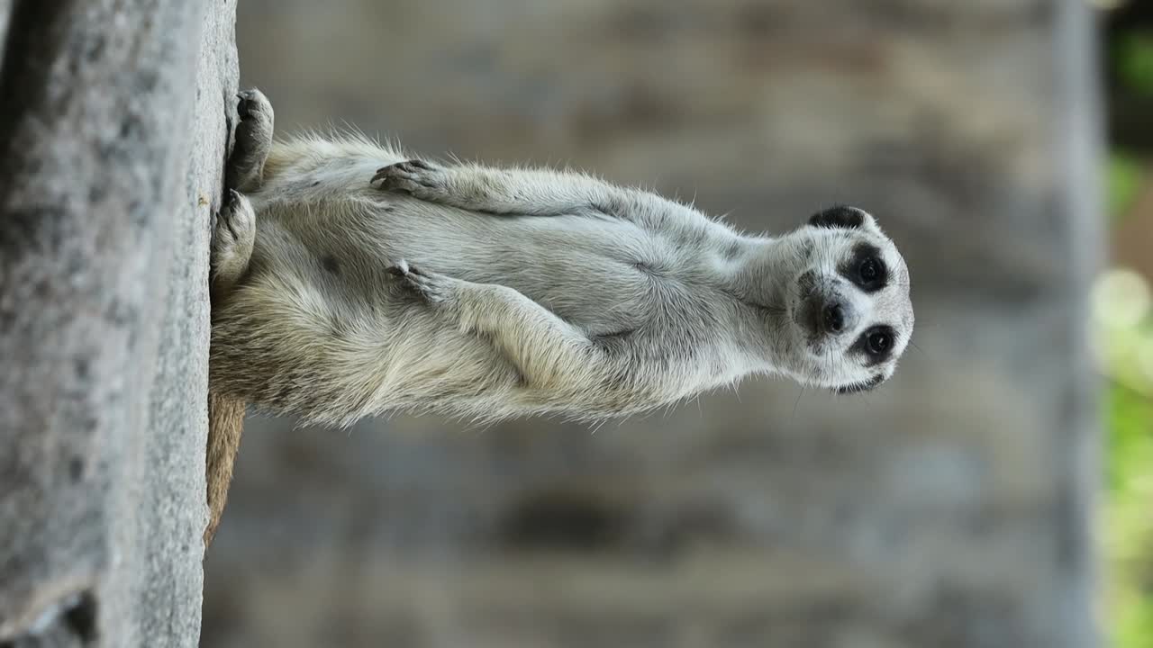 Meerkat Standing Alert on Stone in Natural Habitat with Rocky Background. vertical video
