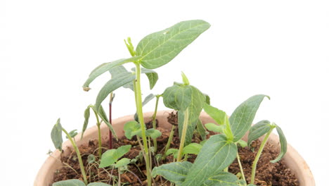 mung beans growing in rotating terra-cotta pot, white background, time lapse