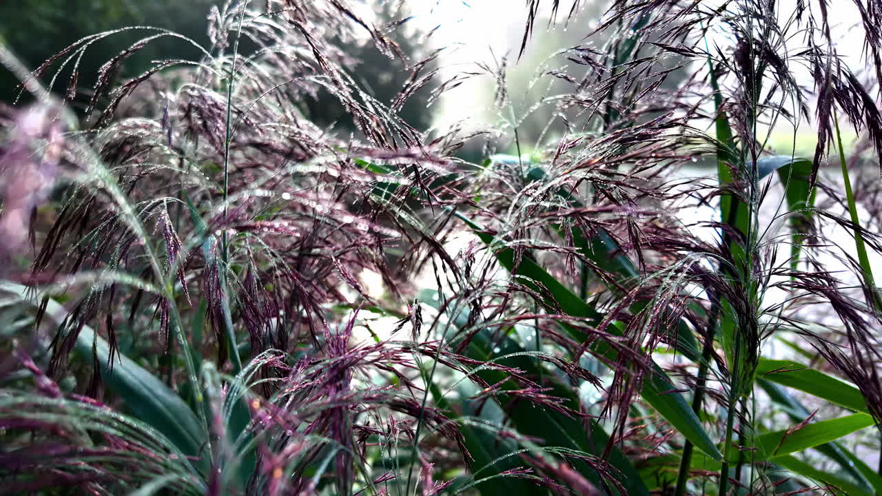 Dew-kissed Purple Grass in Morning Light
